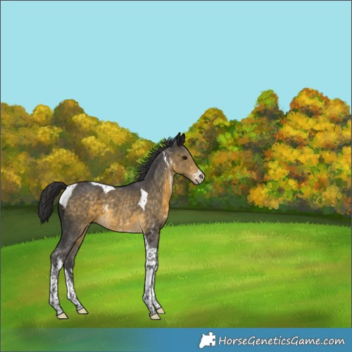 Horse Color:Buckskin Sabino Tobiano 