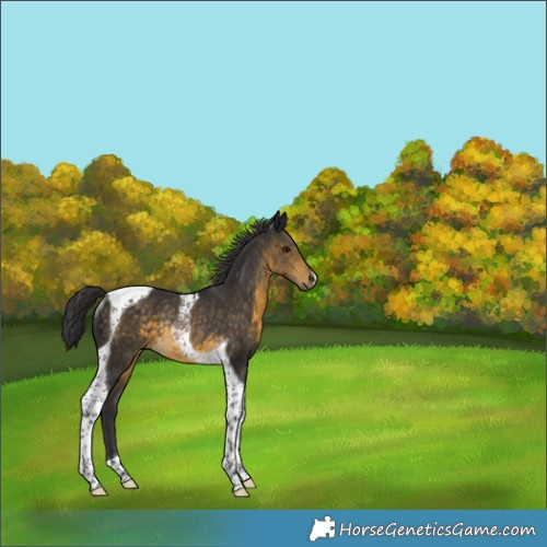 Horse Color:Buckskin Tobiano Rabicano