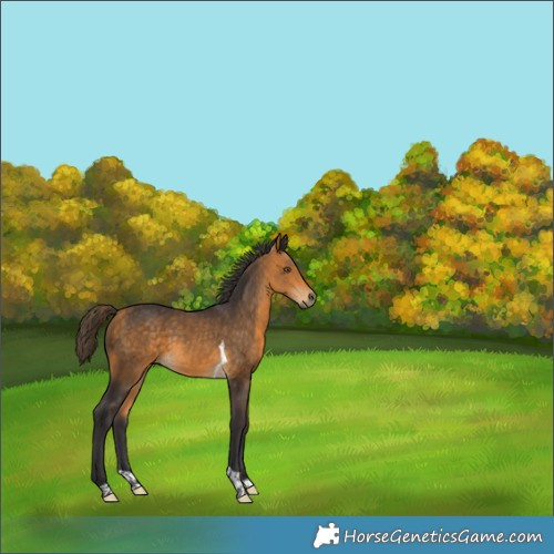 Horse Color:Buckskin Tobiano 