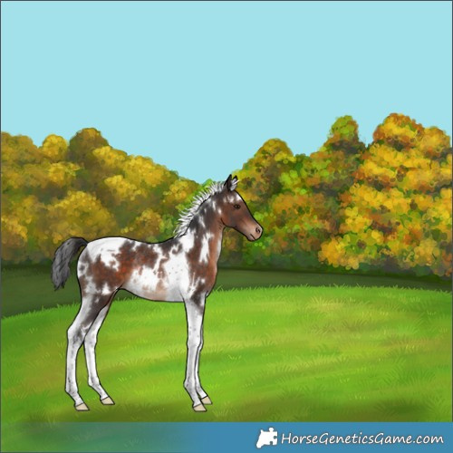 Horse Color:White Spotted Brown Tobiano Varnish Rabicano 