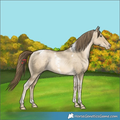 Horse Color:Smoky Grullo Snowdrop Tobiano Rabicano 