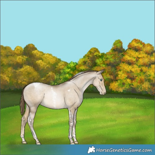 Horse Color:Smoky Grullo Pearl Tobiano Rabicano 