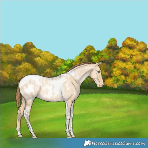 Horse Color:White Spotted Buckskin Pearl Dun Tobiano Appaloosa 