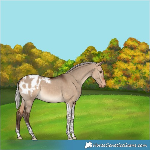 Horse Color:Silver Brown Dun Tobiano Blanket 