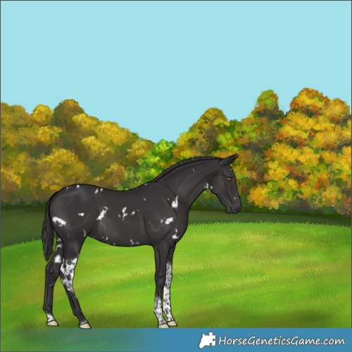 Horse Color:White Spotted Smoky Black Tobiano 