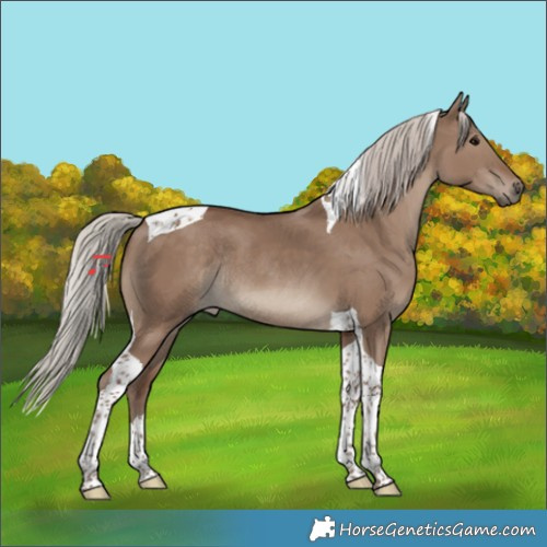 Horse Color:Silver Grullo Tobiano Rabicano 