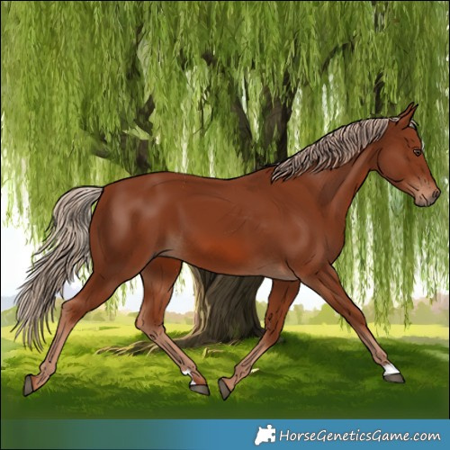 Horse Color:Chestnut 