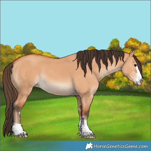 Horse Color:Bay Dun 