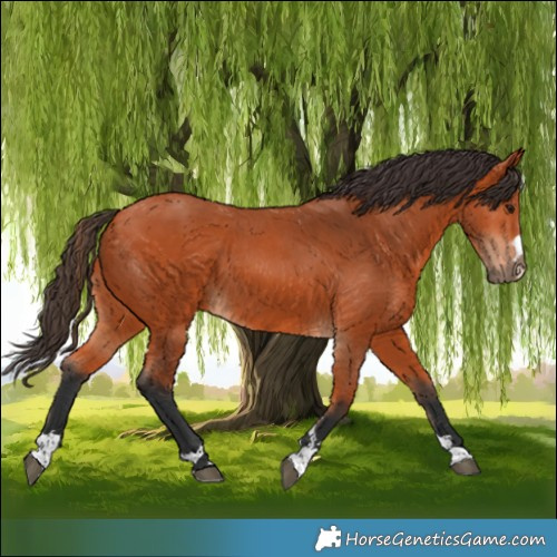 Horse Color:Bay 