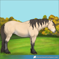 Horse Color:Buckskin 