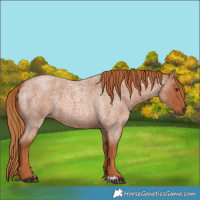 Horse Color:Red Roan 