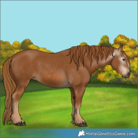 Horse Color:Gray Chestnut 