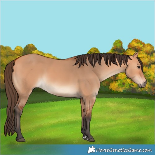 Horse Color:Bay Dun 