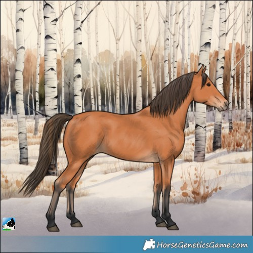 Horse Color:Bay Rabicano 