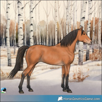 Horse Color:Bay Rabicano 