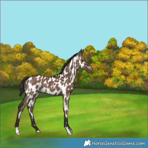 Horse Color:Liver Red Dun Appaloosa Brindle 