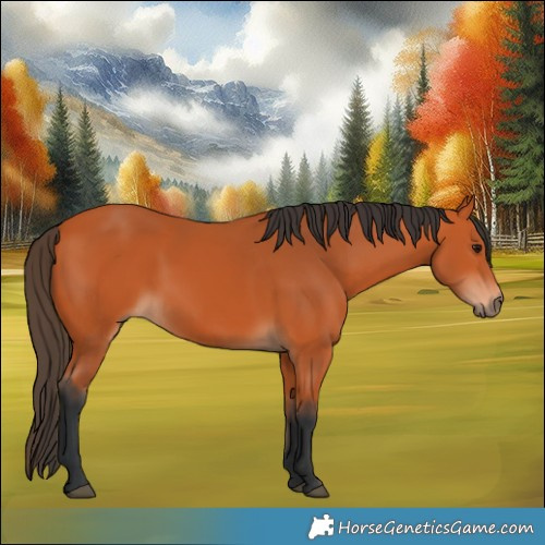 Horse Color:Bay 