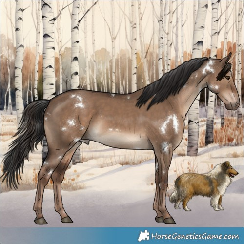 Horse Color:White Spotted Liver Red Dun 