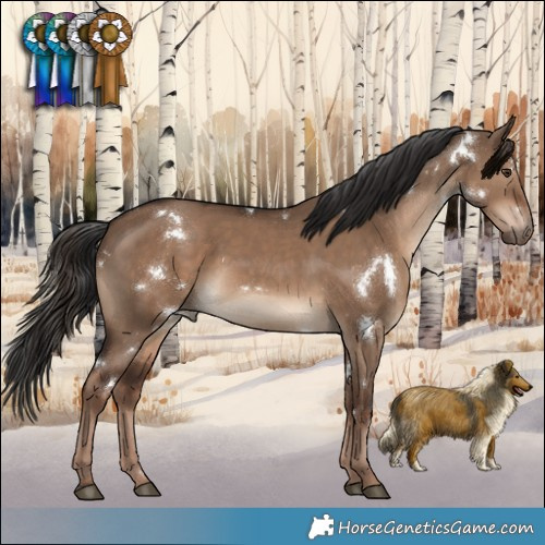 Horse Color:White Spotted Liver Red Dun