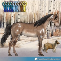 Horse Color:White Spotted Liver Red Dun 