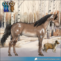 Horse Color:White Spotted Liver Red Dun 
