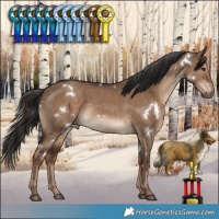 Horse Color:White Spotted Liver Red Dun