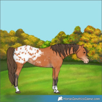 Horse Color:Unknown