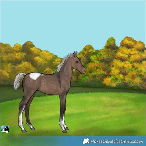 Horse Color:Silver Brown Dun Tobiano Appaloosa