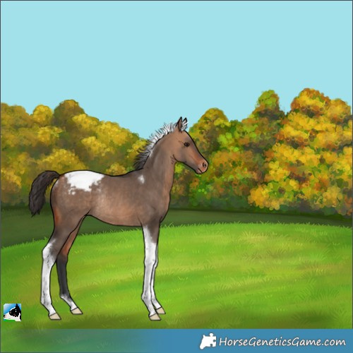 Horse Color:Bay Dun Tobiano Appaloosa Rabicano 
