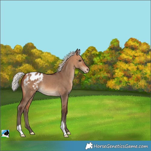 Horse Color:Silver Bay Dun Appaloosa 