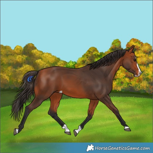 Horse Color:Bay Splash Frame 