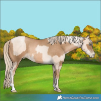 Horse Color:Gold Cream Champagne Pearl Rabicano and Chocolate Palomino Pearl Rabicano