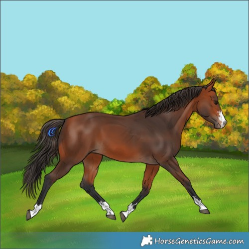 Horse Color:Bay 