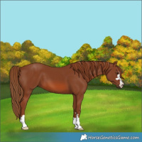 Horse Color:Unknown 