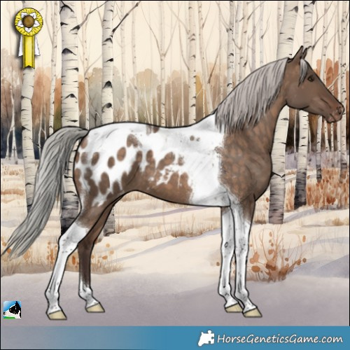 Horse Color:Silver Brown Dun Tobiano Appaloosa 