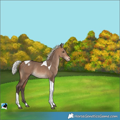 Horse Color:Silver Brown Dun Tobiano Appaloosa Rabicano