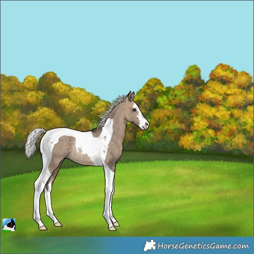 Horse Color:White Spotted Silver Brown Dun Tobiano Rabicano 
