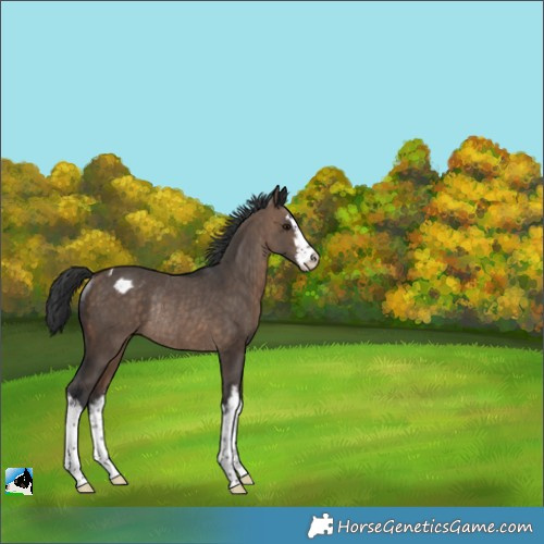 Horse Color:White Spotted Brown Dun Appaloosa Rabicano 
