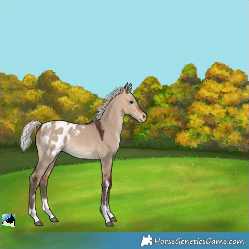 Horse Color:White Spotted Silver Bay Dun Appaloosa Rabicano 