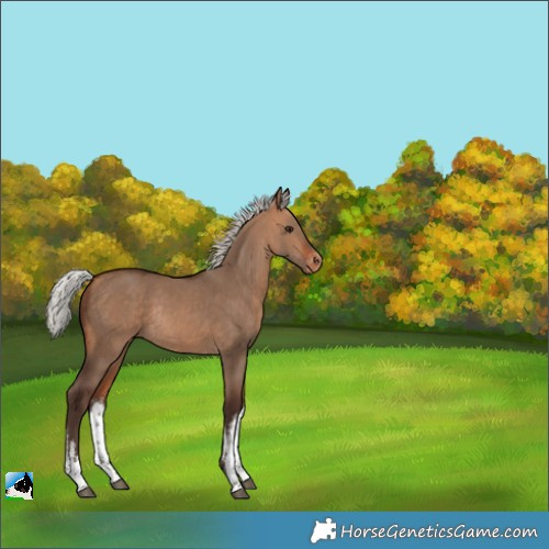 Horse Color:White Spotted Silver Bay Dun Appaloosa Rabicano 