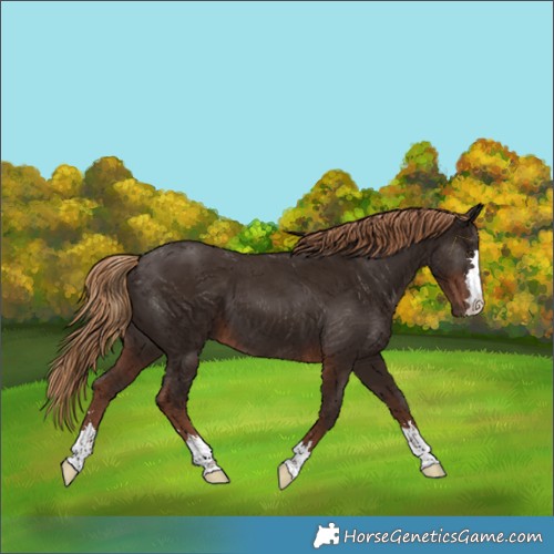 Horse Color:Liver Chestnut