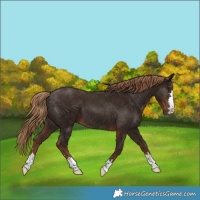 Horse Color:Liver Chestnut 