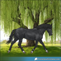 Horse Color:Black 