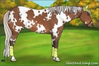 Horse Color:White Spotted Silver Bay 