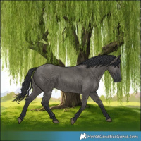 Horse Color:Grullo 