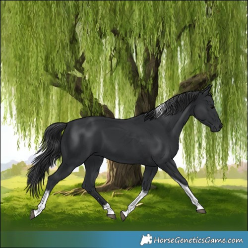 Horse Color:Black Tobiano 