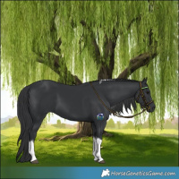 Horse Color:Black Tobiano