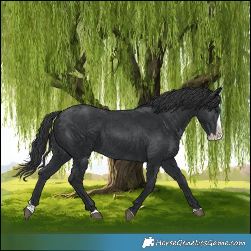 Horse Color:Black Splash 