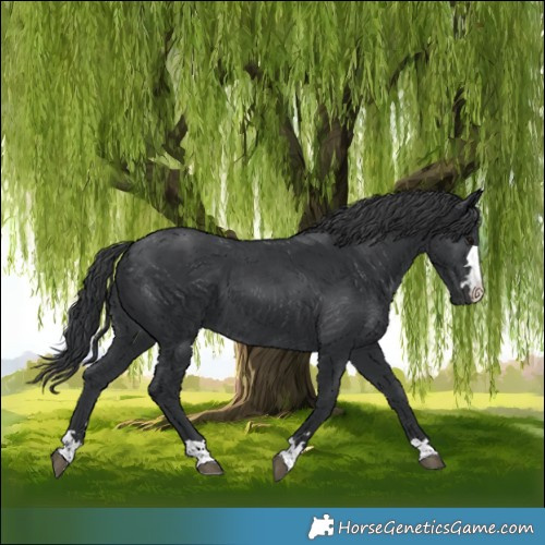 Horse Color:Black 