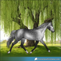 Horse Color:Gray Black